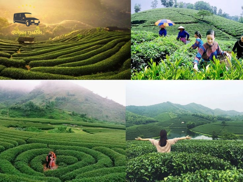 Làng nghề chè truyền thống