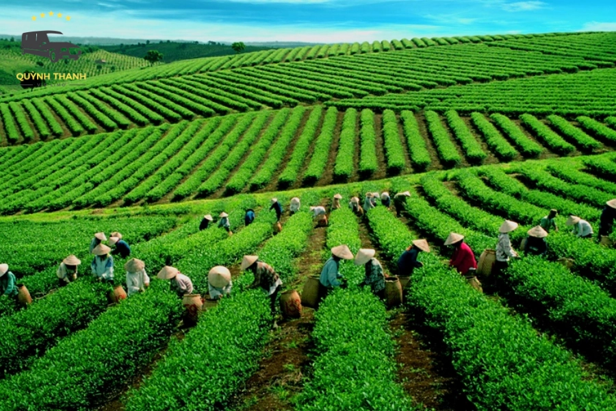 Khám Phá Đồi Chè Tân Cương Thái Nguyên: Đường Đi & Trải Nghiệm Trọn Vẹn