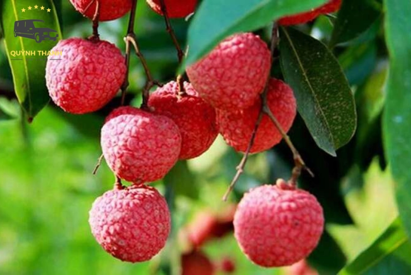 Mùa vải thiều ở Lục Ngạn, Bắc Giang
