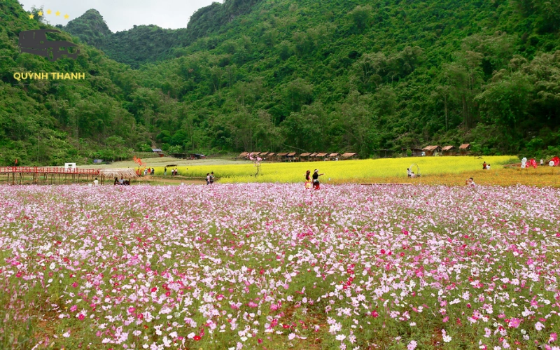 Mùa hoa nở rộ, các lễ hội địa phương
