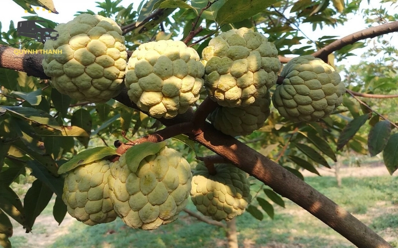 Na Chi Lăng