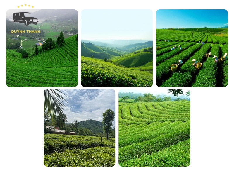 Top 5 đồi chè Thái Nguyên đẹp nhất không thể bỏ qua