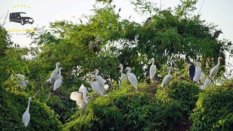 Khám phá Đảo Cò Hải Dương