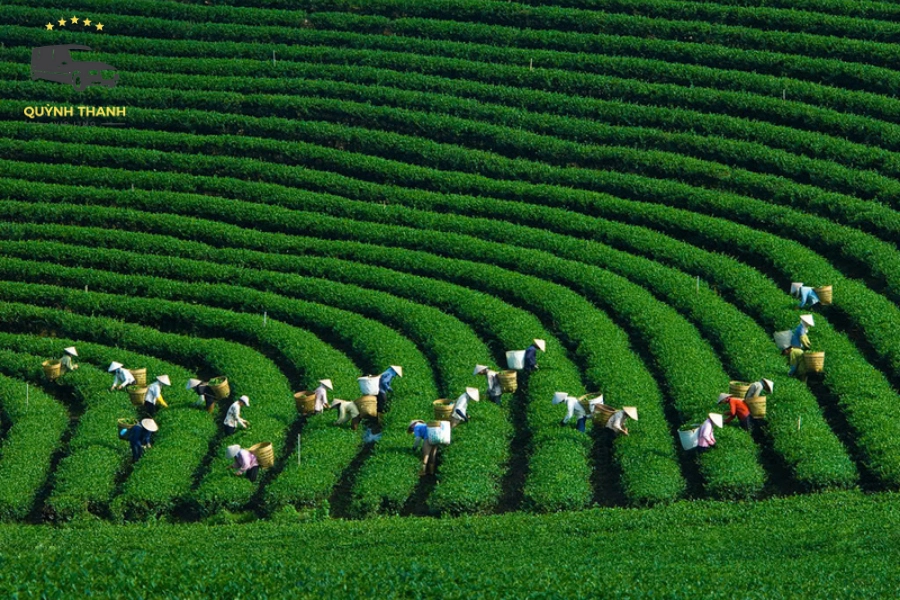 Kinh Nghiệm Đi Đồi chè Tân Cương Thái Nguyên Trọn Vẹn Nhất