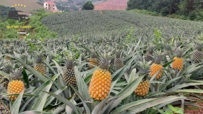 Thời điểm lý tưởng nhất để ghé thăm Đồi Dứa Bảo Sơn