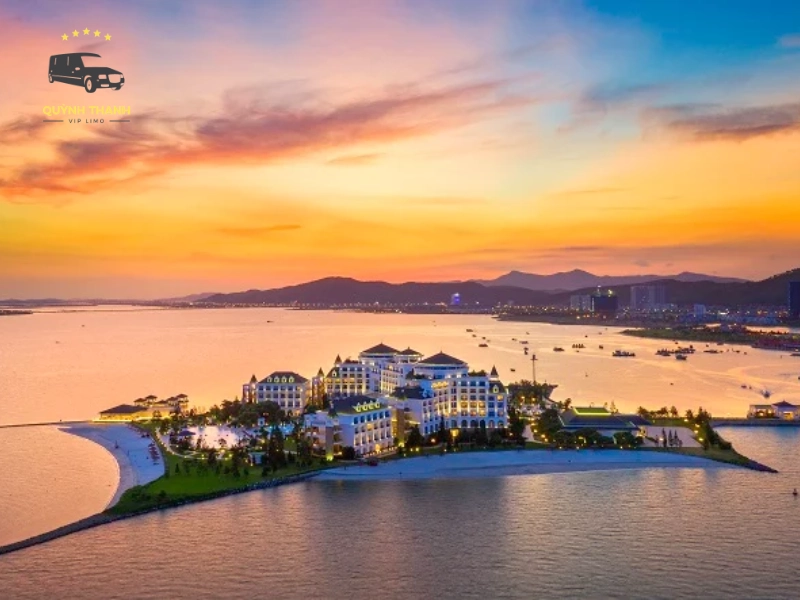 trà cổ móng cái trà cổ móng cái