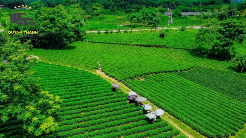 Check-in và thưởng trà tại vùng chè đặc sản Tân Cương