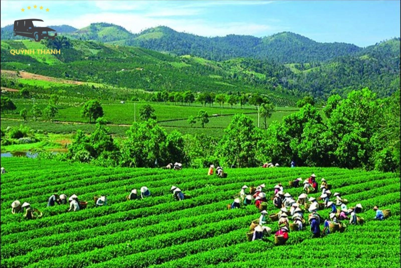 Khám phá vẻ đẹp thiên nhiên và văn hóa trà