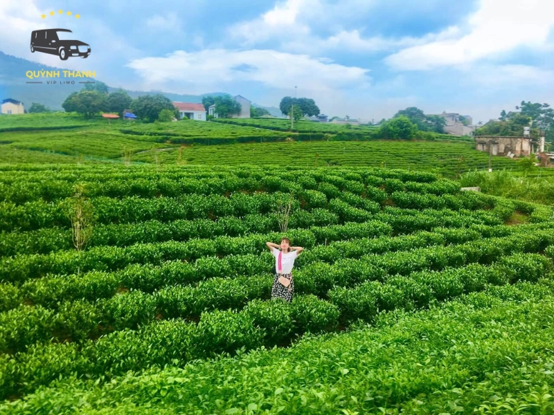 Tham quan và chụp ảnh giữa những đồi chè xanh mướt