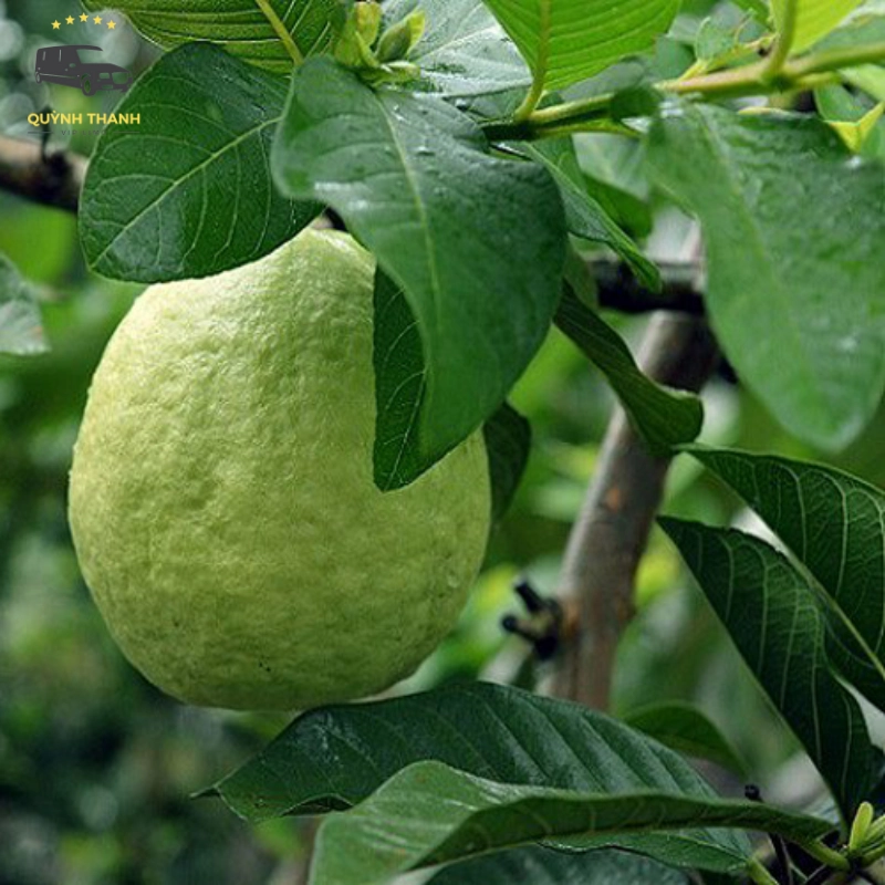 Ổi Liên Mạc