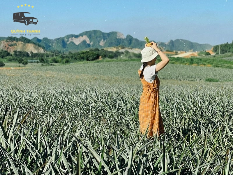 Những lưu ý quan trọng để chuyến đi Đồi Dứa Bảo Sơn trọn vẹn