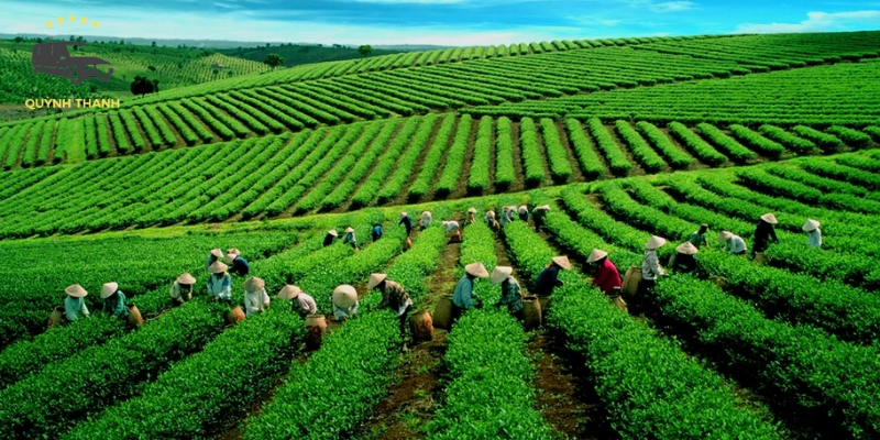 Vẻ đẹp đặc trưng và không gian xanh mát