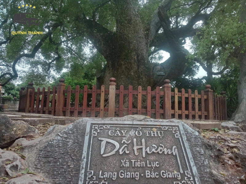 Cây Dã Hương nghìn năm