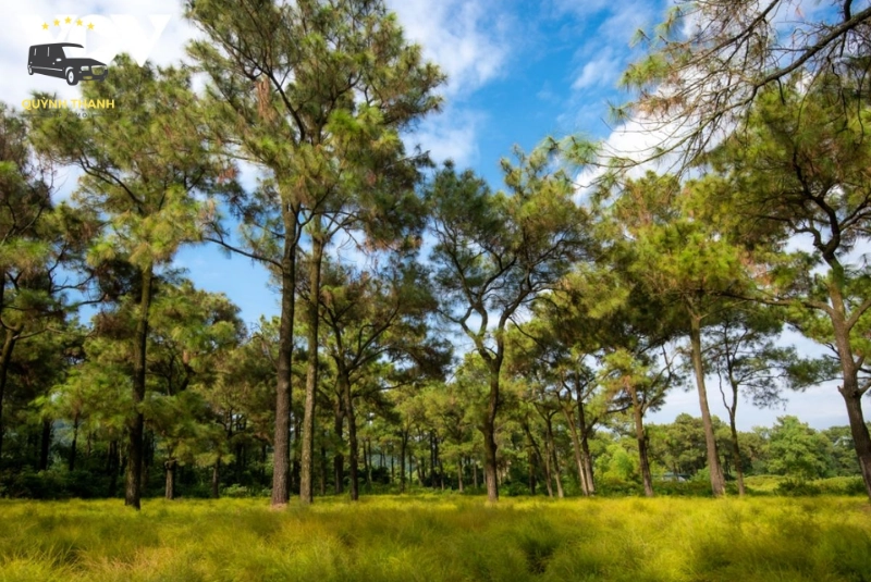 Tổng quan về đồng hoa rễ – tọa độ check-in gây sốt giới trẻ