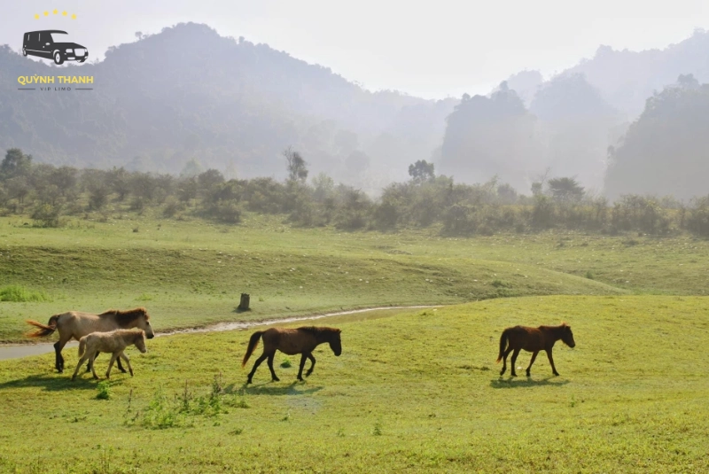 Check-in cùng đàn ngựa hoang