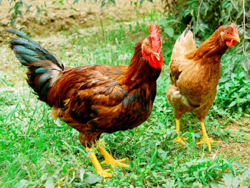 Đặc sản gà đồi Yên Thế