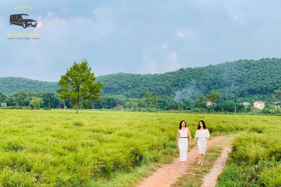 Kinh Nghiệm Tham Quan Cánh Đồng Hoa Rễ Hải Dương Tối Ưu Nhất