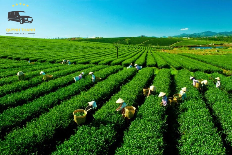 Lịch trình 1: Tập trung văn hóa và chè