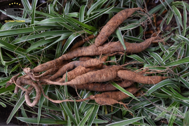 Sâm Nam Núi Dành – Sản vật quý hiếm "tiến vua" vang danh khắp vùng