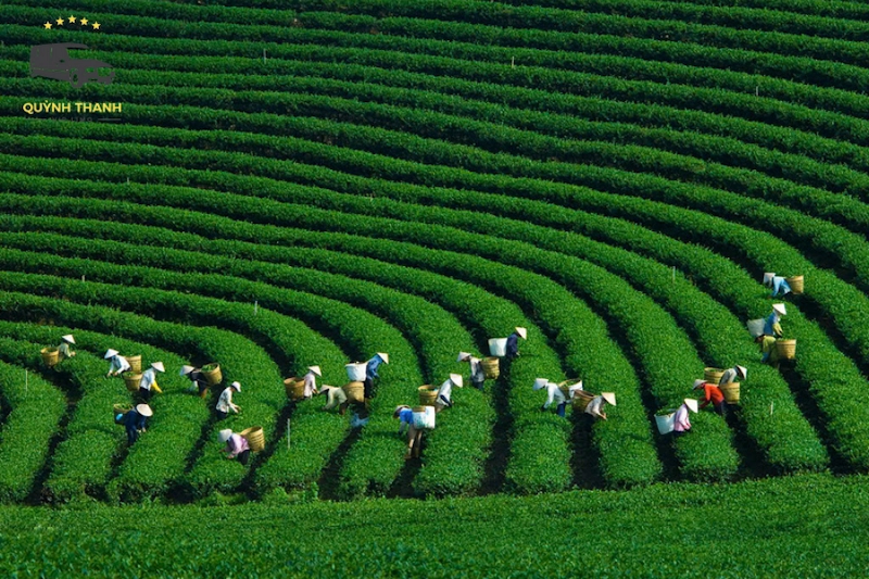 Vị trí địa lý và địa chỉ cụ thể của Đồi chè Tân Cương