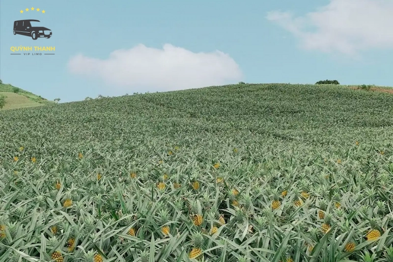 Đồi Dứa Bảo Sơn ở đâu và vẻ đẹp độc đáo của "Đà Lạt thu nhỏ" Hòa Bình?