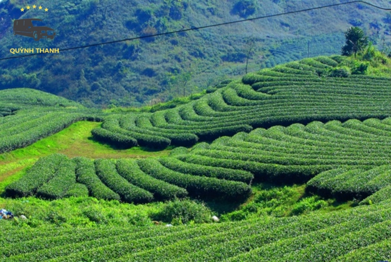 Thời điểm lý tưởng để khám phá Đồi chè Tân Cương