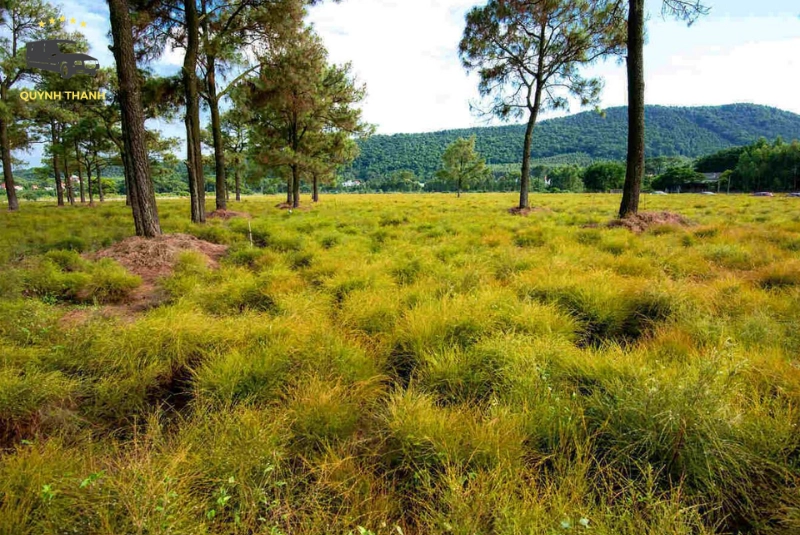 Những lý do khiến đồng hoa rễ trở thành điểm đến không thể bỏ lỡ