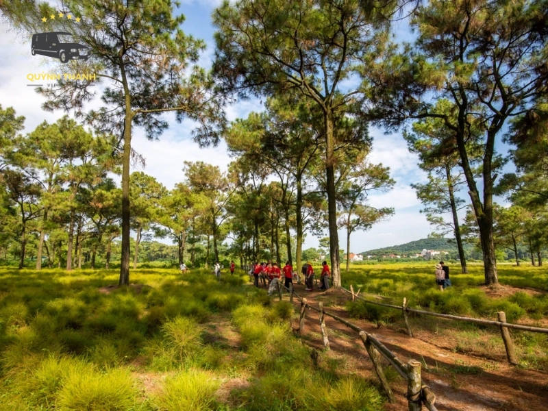 Cánh đồng hoa rễ