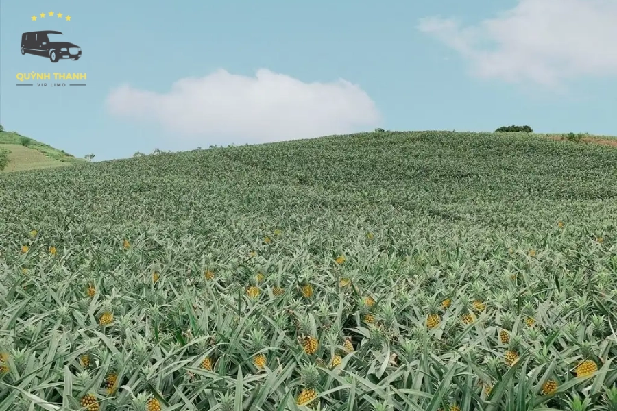 Khám Phá Đồi Dứa Bảo Sơn – Thiên Đường Sống Ảo Ở Bắc Giang