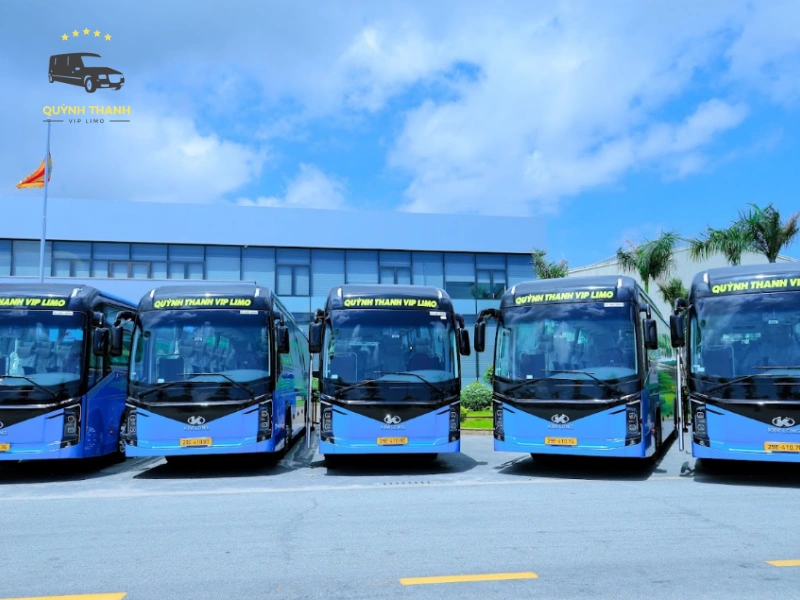 trà cổ móng cái trà cổ móng cái