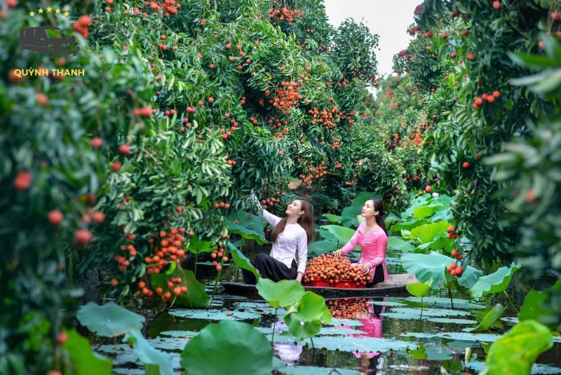 Vườn vải Thanh Hà (theo mùa)