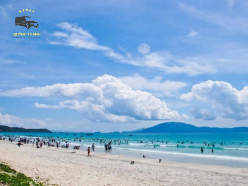 trà cổ móng cái trà cổ móng cái
