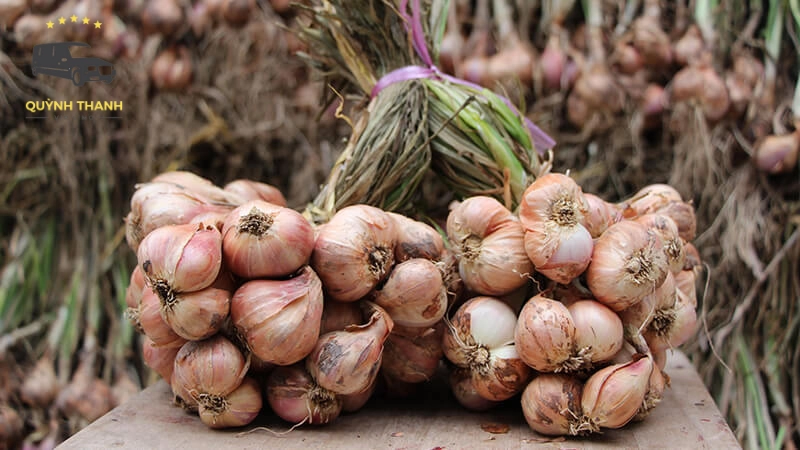 Hành tỏi Kinh Môn