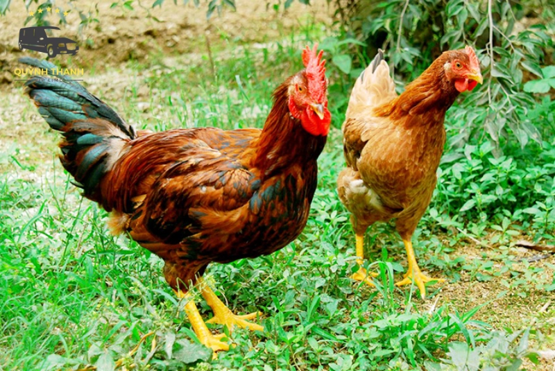 Đặc sản gà đồi Yên Thế