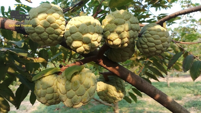 Thưởng thức na Chi Lăng – ngọt ngào vị núi rừng Lạng Sơn